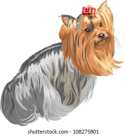 vector fashion red and black dog Yorkshire terrier breed, stands back and looks over his shoulder