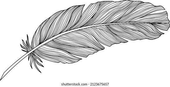 Vector feather. Hand drawn. Vintage art illustration