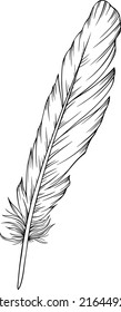 Vector feather. Hand drawn. Vintage art illustration