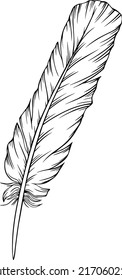 Vector feather. Hand drawn. Vintage art illustration
