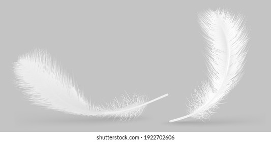 Vector Feather Isolated On Grey Background. Design Template, Clipart