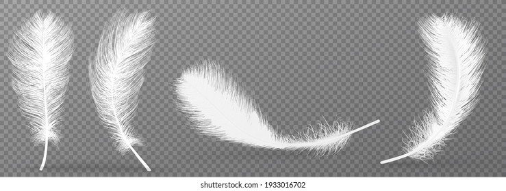 Vector feather isolated on grey background. Design template, clipart