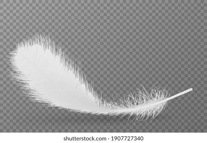 Vector feather isolated on transparent grid background. Design template, clipart 