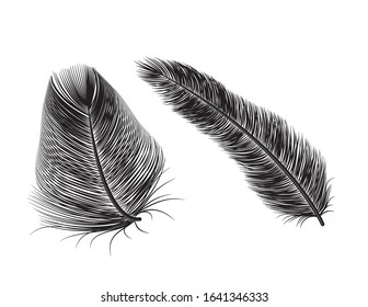 Vector feather quill icon background. Bird isolated feather.