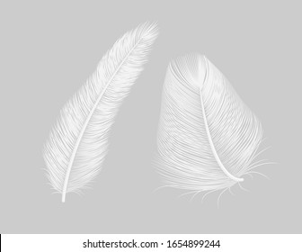 Vector feather quill icon background. Bird isolated feather.