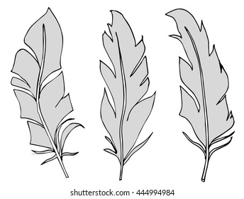 vector feather set isolated on white background