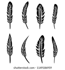 Vector Feather Silhouette Collection Isolated on White Background