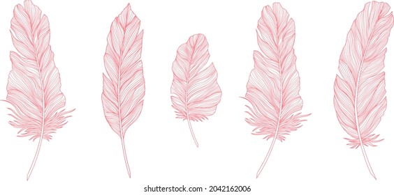 Vector feathers collection. Hand drawn isolated on white background vector set. Vintage art illustration