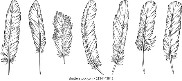 Vector feathers collection. Hand drawn isolated on white background vector set. Vintage art illustration