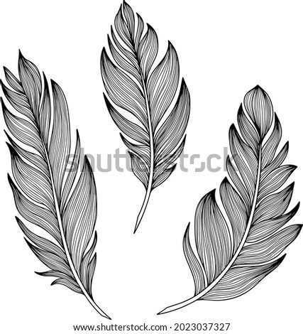 Vector feathers collection. Hand drawn isolated on white background vector set. Vintage art illustration