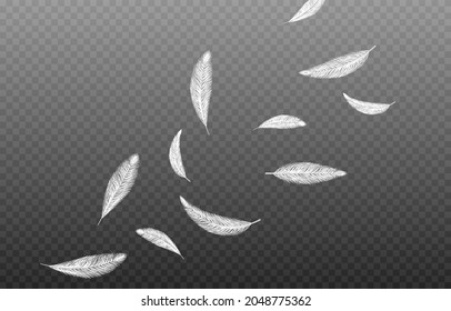 Vector feathers on an isolated transparent background. Falling feathers png, flying feathers, png.