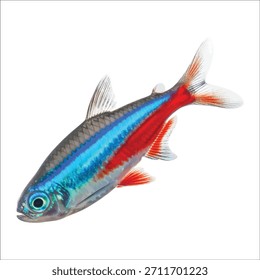 Vector con tetra de neón con rayas azules y rojas brillantes sobre fondo blanco Palabras claves: peces, tetra de neón, acuario, agua dulce,...