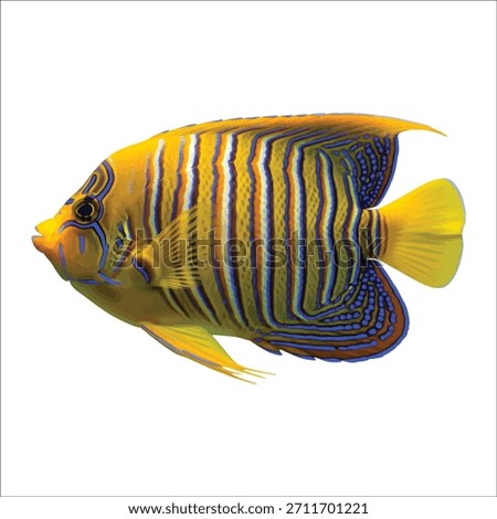 Vector with featuring regal angelfish with vibrant blue yellow and white stripes keywords: fish, angelfish, regal, marine, ocean, tropical,...