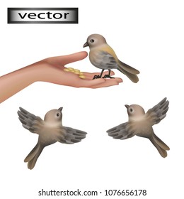 Vector. Feed birds on the street, feed wild birds sparrows. Love to animals, to care for nature, good deal. Realistic illustration. 3D.