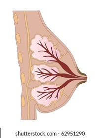 Vector the Female breast