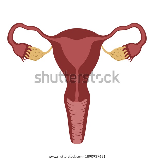 Vector female internal genital organs, uterus\
on a white background