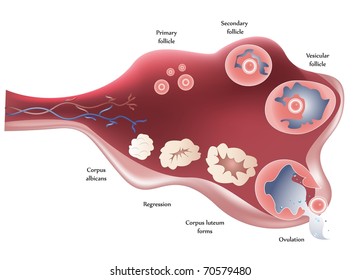 Vector Female Ovary. Showing ovulation step by step.
