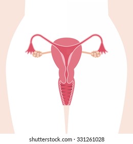 Vector Female Reproductive System, Flat Design