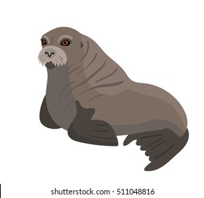 Vector female walrus