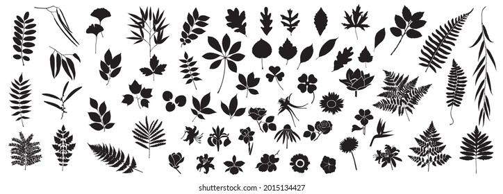 Vector Fern. Bamboo Branch. Leaf Set. Tropical Leaves Silhouette. Oak Leaves. Bracken Branch Shape. Jungle Flora Collection on White Background. Vector illustration. 