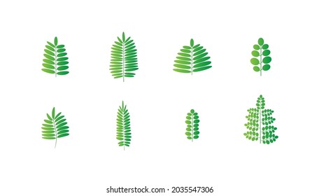 Vector Fern. Green Leaf Set. Tropical Leaves Silhouette. Bracken Branch Shape. Jungle Flora Collection on White Background. Vector illustration.