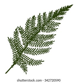 Vector Fern hand drawn botanical illustration