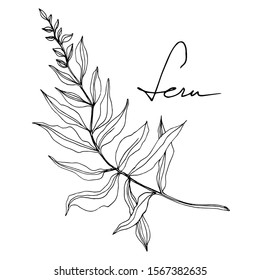 Vector Fern leaf. Leaf plant botanical garden floral foliage. Black and white engraved ink art. Isolated fern illustration element on white background.