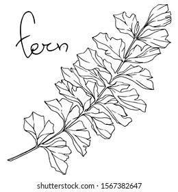 Vector Fern leaf. Leaf plant botanical garden floral foliage. Black and white engraved ink art. Isolated fern illustration element on white background.