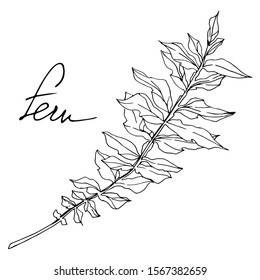 Vector Fern leaf. Leaf plant botanical garden floral foliage. Black and white engraved ink art. Isolated fern illustration element on white background.