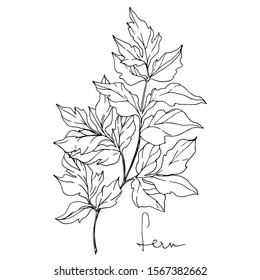Vector Fern leaf. Leaf plant botanical garden floral foliage. Black and white engraved ink art. Isolated fern illustration element on white background.