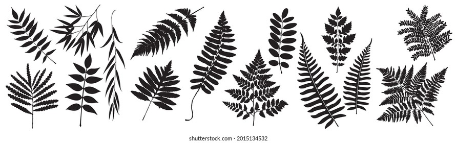 Vector Fern. Leaf Set. Tropical Leaves Silhouette. Bracken Branch Shape. Jungle Flora Collection on White Background. Vector illustration. 