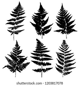 vector fern leaves silhouettes, botanical illustration, floral elements