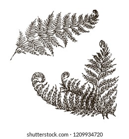 Vector Fern Set Hand Drawn Botanical Illustration. Botanic Art Sketch With Wild Forest Plant