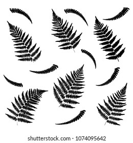 Vector fern silhouette collection. Black isolated prints of fern leaves on the white background.