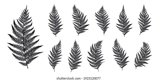 Vector fern silhouette collection on white background. Vector illustration.