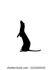 Vector ferret silhouette isolated on a white background.
