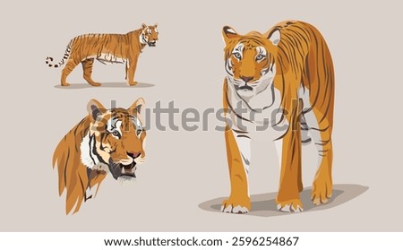 Vector of few tigers on isolated background, Illustration