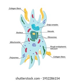 Vector Fibroblast illustration with description. Structure of dermis cell. Connective tissue
