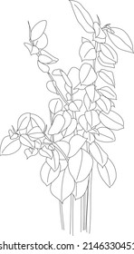 Vector Ficus Plant Line Art Illustration. 
Clip Art Of A Flat House Plant Sketch. 