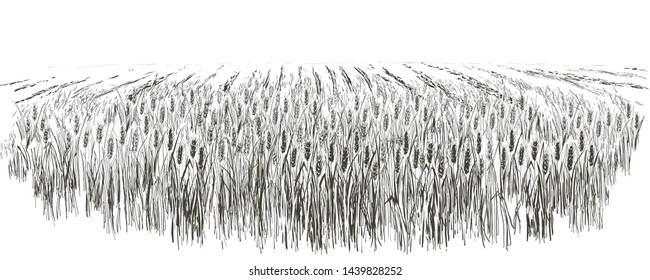 Vector field of wheat. Ears of cereal. Rural landscape panorama. Hand drawn black silhouette illustration. Countryside engraving