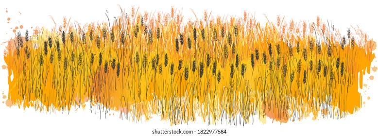 Campo vector de trigo. Orejas de cereales. Panorama del paisaje rural. Ilustración de acuarela amarilla dibujada a mano. Grabado rural