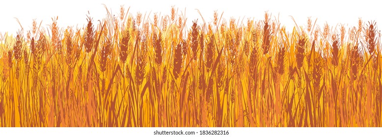 Vector field of wheat. Ears of cereal. Rural landscape panorama. Hand drawn yellow watercolor illustration. Countryside engraving