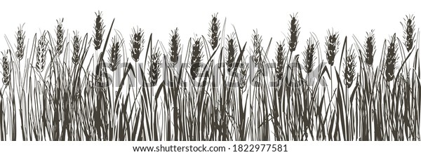 Vector Field Wheat Ears Cereal Rural Stock Vector (Royalty Free ...