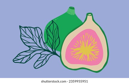 Vector fig fruit illustration in hand drawn style. For prints, cards, textile, menu.