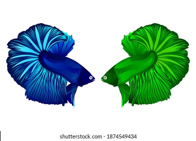 Vector of fighting blue and green betta fish. Vector illustration. Mojokerto, December 15th.