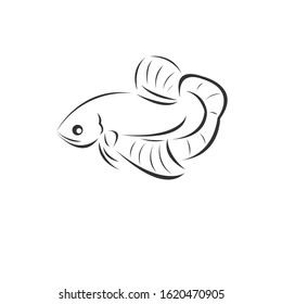 Vector Fighting fish Black. illustration. logo. icon. symbol. on white background