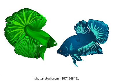 Vector de los peces betta verde y azul. Ilustración vectorial. Mojokerto, 15 de diciembre.