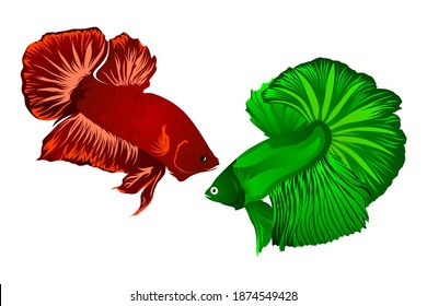 Vector of fighting red and green betta fish. Vector illustration. Mojokerto, December 15th.