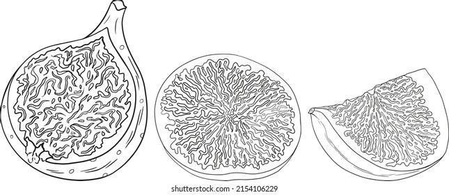 Higos vectores. Producto de frutas para la etiqueta de jugo o mermelada, pegatinas para el embalaje, etiqueta para la tienda de comestibles, tienda de comestibles y páginas para colorear. Nueva imagen de caricatura aislada de fondo blanco. 