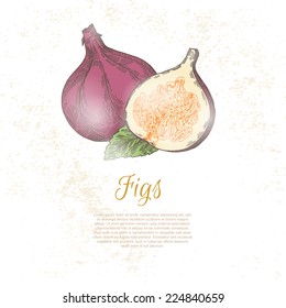 vector figs Fruits - label illustration
